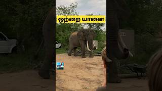 ஒற்றை யானைக்கு கோவம் வந்தால் என்ன செய்யும்.? SINGLE ELEPHANT