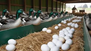 Essential Steps for Organic Duck Raising: From Feeding to Harvest Eggs.