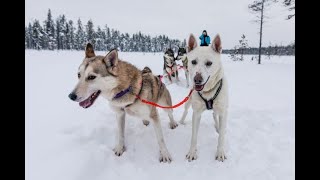 Husky Safari, Discover Muonio, Lapland