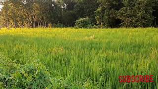 আজি তব শরৎ প্রভাতে | সব গাছগুলোর নাম আপনি জানেনতো | Beautiful Bangladesh