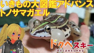 バンダイいきもの大図鑑アドバンス　トノサマガエル