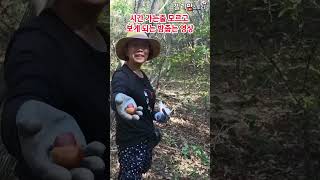 시간 가는 줄 모르고 보게 되는 밤 줍는 영상 POV 5분만 산에 오르면 밤이 지천에 있어요