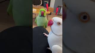 心が通じ合った気がした白タイツさん #ワカケホンセイインコ #インコ #shorts