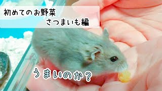 ハムスターに初めてサツマイモをあげてみた