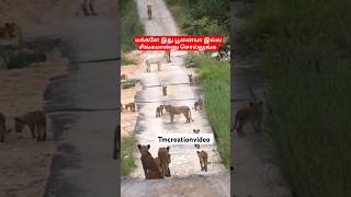 நானே அடுத்த வேல சாப்பாடுக்கே கஷ்டப்படுறேன் போடா #funnyanimals 🐘🐘🐘#comedyvideos #subscribetomychanel