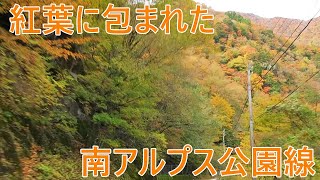 奥大井の紅葉が見頃【後編】　紅葉に包まれた南アルプス公園線を行く 2021年11月7日