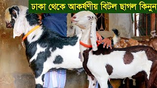 ঢাকা থেকে আকর্ষণীয় বিটল ছাগল কিনুন goat farm