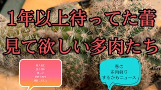 ニュージーランド多肉生活　11/1 やっと咲く❗️❓見て欲しい多肉たち😆