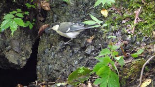 山中湖 大洞の泉のシジュウカラ（幼鳥）の水浴び　その１３（4K60P動画）