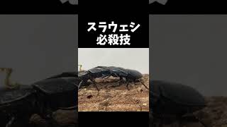 スラウェシオオヒラタクワガタvsシェンクリングオオクワガタ