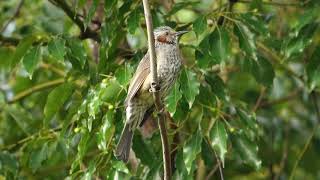 ビデスコ 野鳥 2019.10.19　ヒヨドリ　(Brown-eared bulbul)