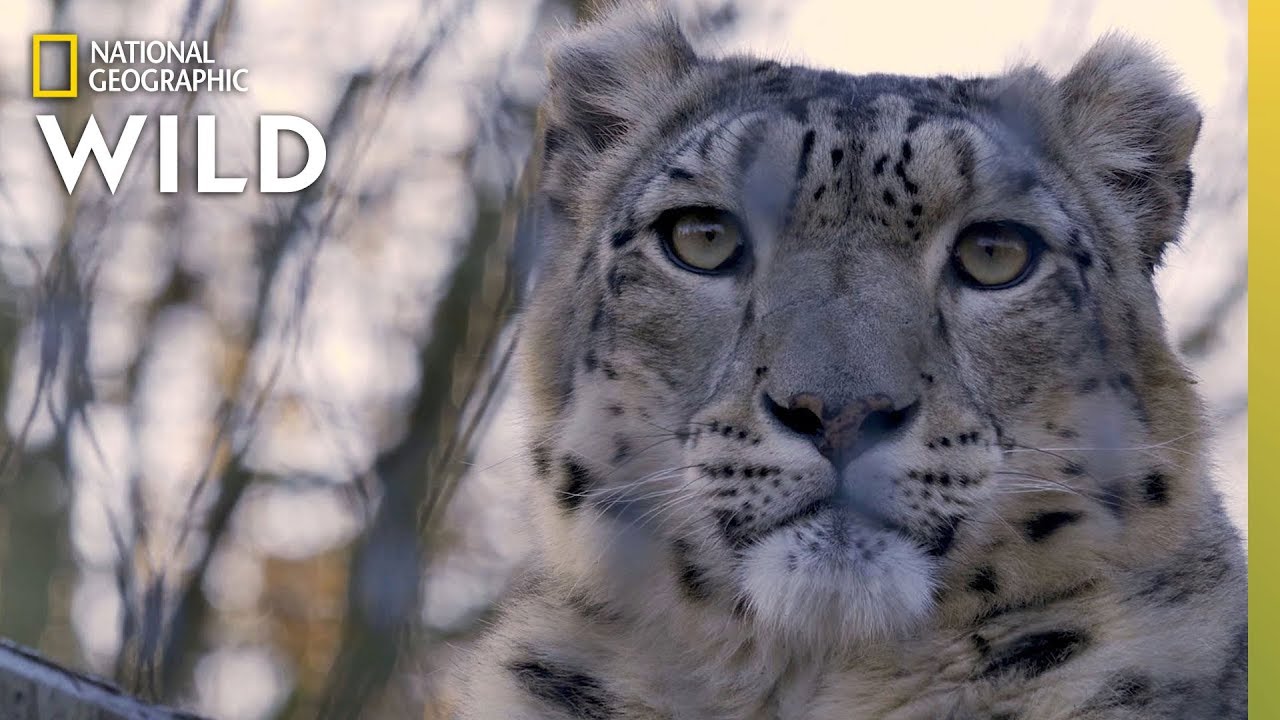 Snow Leopards 101 Nat Geo Wild Go It