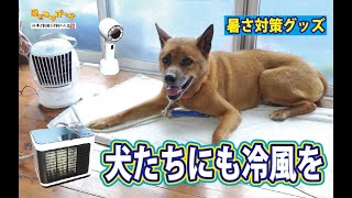 【PR】犬たちにも冷風を・・・（暑さ対策グッズ）