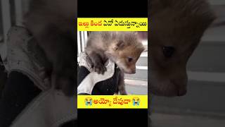 ఇంటి కింద ఇరుక్కుపోయిన తోడేలు పిల్లలు😭😭 #facts #humanity #shorts