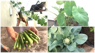 my small garden tour | 2 నెలల నా మిద్దె తోట చూడండి