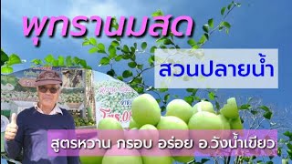 พุทรานมสด สวนปลายน้ำ สูตรน้ำหมักพิเศษที่ไม่เคยบอกใคร !! หวานกรอบ อร่อย อำเภอวังน้ำเขียว