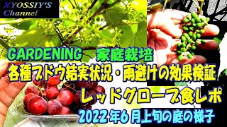 【XYOSSIYのライフチャンネル】2022年６月上旬の様子　ブドウの花振いと雨避けの効果（ヒムロッドシードレス、デラウエア、キャンベルアーリー）、輸入ブドウレッドグローブを食した感想