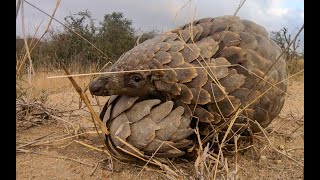 Critically Endangered Pangolin, Nocturnal Wildlife and more!