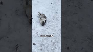 Poor kitten in winter #shortvideo #rescue #cute  #cat #lovestory #animals