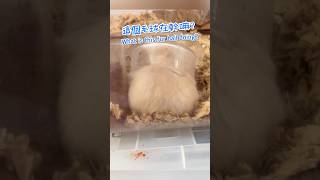 這個倉鼠毛球在幹嘛? A Hamster Ball #shorts