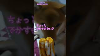 【柴犬】デカすぎるオヤツに完全に萎えた犬　#shorts