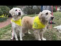 Golden retrievers to cross Boston Marathon finish line to honor Spencer, Penny