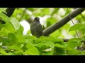 【作業用bgm 鳥のさえずり】北海道の森林の鳥の鳴き声一覧　春編 bird songs 1 hour of birds singing in the forest 自然音 雪解け水