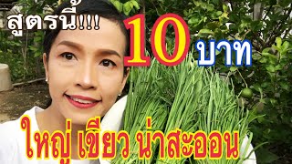 วิธีปลูกกุยช่าย ใบเขียวใหญ่ แตกกอดี ปุ๋ยนำ้สูตร15-15-15 ง่ายๆ เก็บกินตลอดปี แม่ก้อยพาทำ