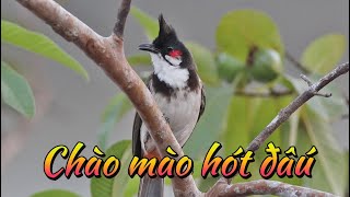 Luyện giọng chào mào 🔥🔥🔥🦜🦜🦜