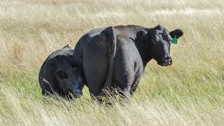 Celebrating 100 years of Angus Australia