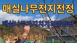 #매실나무전지전정#매실나무가지치기#대추나무전지전정