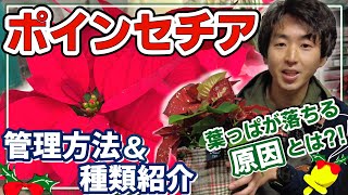 【園芸】クリスマス目前！ポインセチアの管理方法＆種類 徹底解説！葉っぱが落ちる原因とは⁉