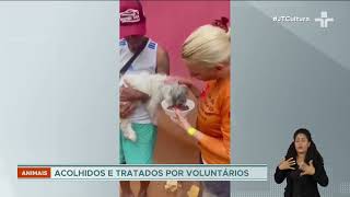 Tragédia do litoral norte: voluntários lutam para resgatar animais em São Sebastião