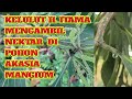 Kelulut H. Itama Mengambil Nektar Di Pohon Akasia Mangium