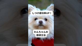 【簡単】しつけ成功率アップ！手について来させるわんちゃんの誘導方法 # dog #愛犬との時間 #犬のいる暮らし #犬 協力:スタディー・ドッグ・スクール