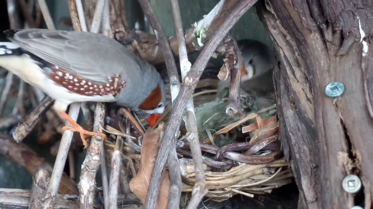 Zebra Finches Making A Nest In The Aviary - YouTube