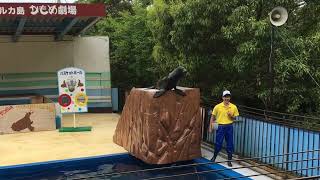 アシカショー★イルカ島★sea lion★Dolphin Island in Japan★Sea Lion Show★