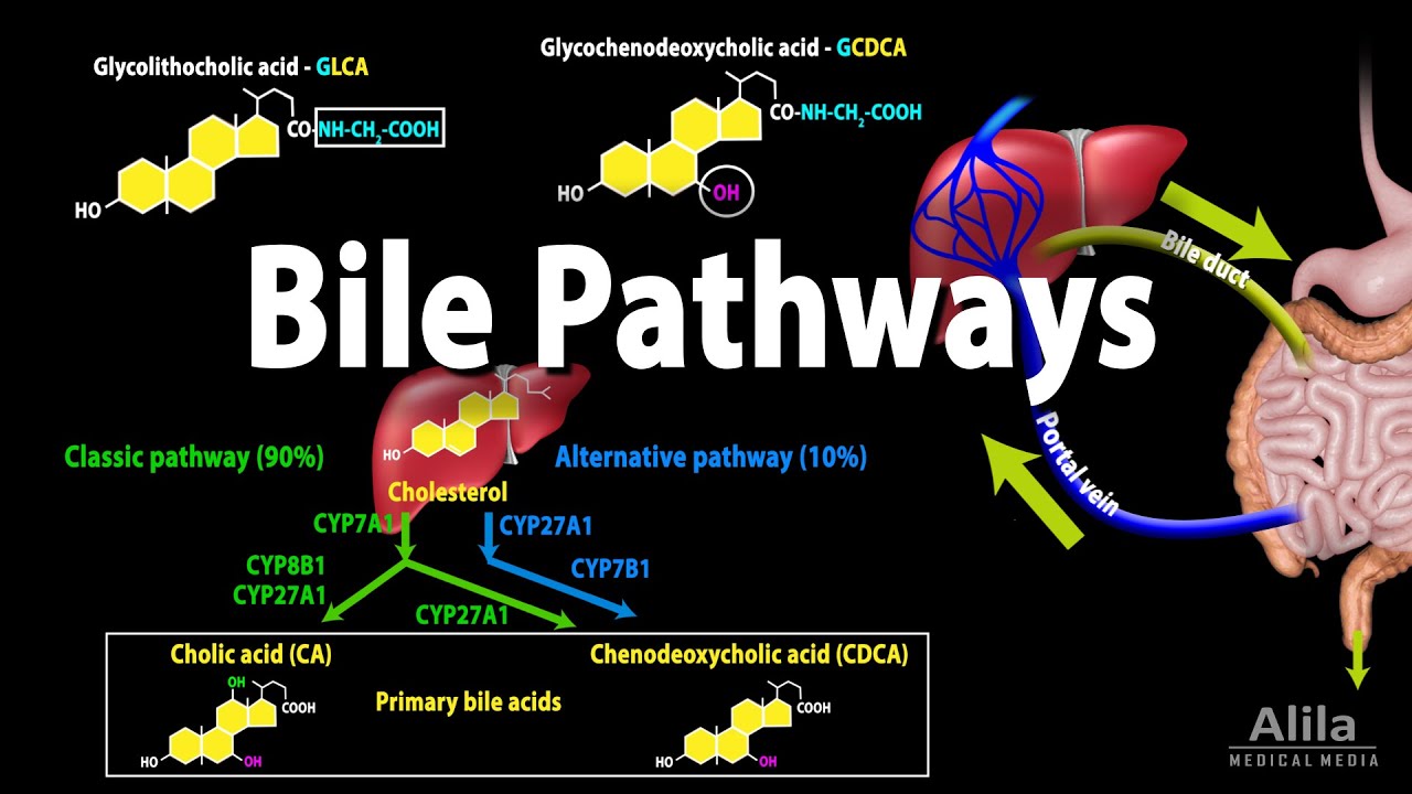 Bile Pathways And The Enterohepatic Circulation, Animation - YouTube