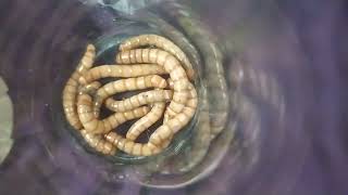 Личинки які я назбирав Larvae that I collected