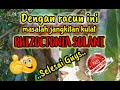 Racun terbaik untuk menangani serangan kulat Rhizoctonia Solani