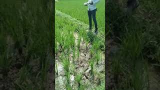 agroveera plus agrolizer82 का प्रयोग