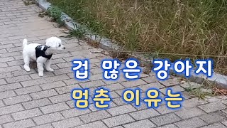 겁 많은 개가 산책하는 법 - 강아지가 멈추는 이유는!!