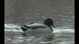 マガモ　新潟県上越市　2021年3月30日