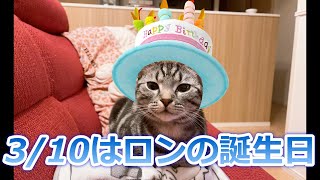 猫のアメショのロンが3/10で1歳になりました。自作したケーキを贈呈します♪おいしそう(*´ω｀*)