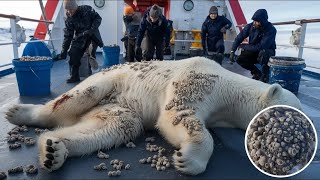 A polar bear injured by millions of barnacles was successfully rescued by a rescue team.