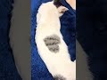 ハートマークの猫ちゃん見つけた shorts