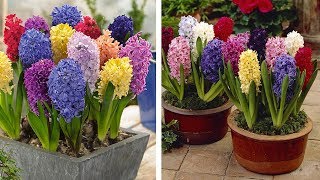 How to Plant Top Size Hyacinths: Spring Garden Guide