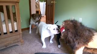 Brave English bulldog Sir Wellington fights lion. Super funny!