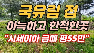 [국유림접한 급매토지]용문전철역 10분거리 아늑하고 한적한 곳,인심좋고 평온한 전원마을내 상단부 위치 평당 55만원 시세 이하 저렴#양평전원주택#양평토지급매물#양평부동산급매전문