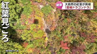 【紅葉】苗場周辺で見ごろに！寒気の影響で色づきはさらに深まる予想　奥只見湖や枝折峠も　《新潟》